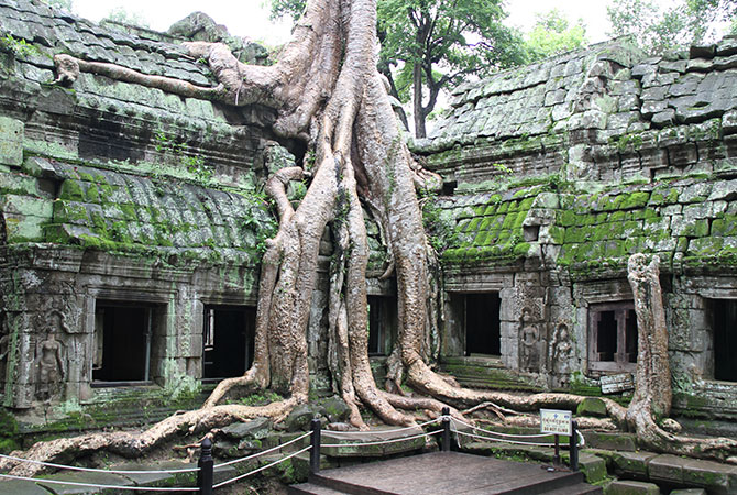 Ta Prohm,  Siem Reap, Kambodscha