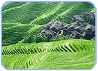 Reiseterrasse in Longsheng