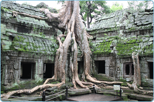 Ta Prohm,  Siem Reap, Kambodscha