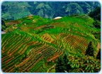 Terrassenfelder, Reisterrassen, Longji,Longsheng, China, Guangxi,