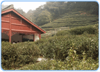 China, Zhejiang, Hangzhou, Meijiawu, Teeplantage, Tee, 
