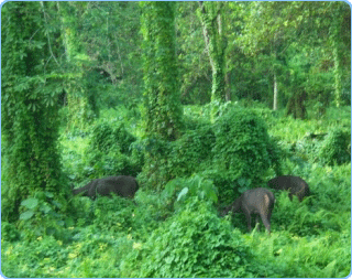 Chitwan Nationalpark