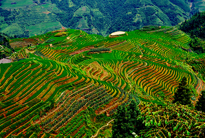 Terrassenfelder bei Longji, Longsheng in der Provinz Guangxi 