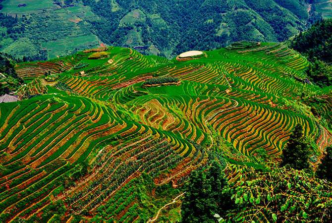 Terrassenfelder, Reisterrassen, Longji,Longsheng, China, Guangxi,