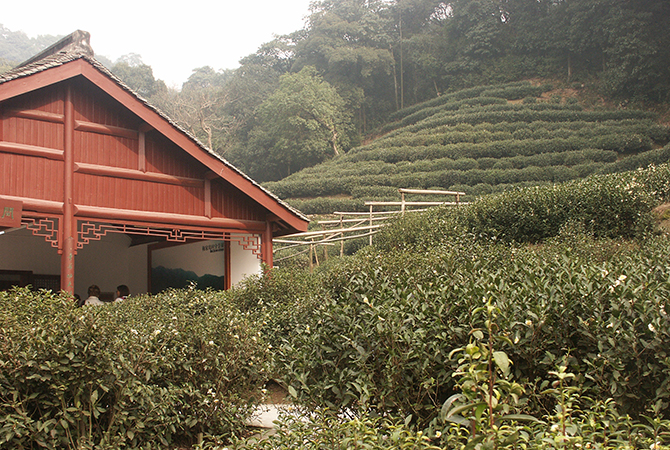 Teeplantage in Meijiawu bei Hangzhou