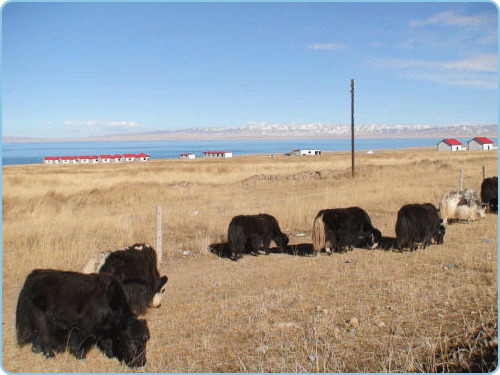 Qinghai-See