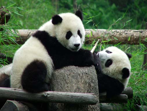 Pandabären in der Aufzuchtstation
